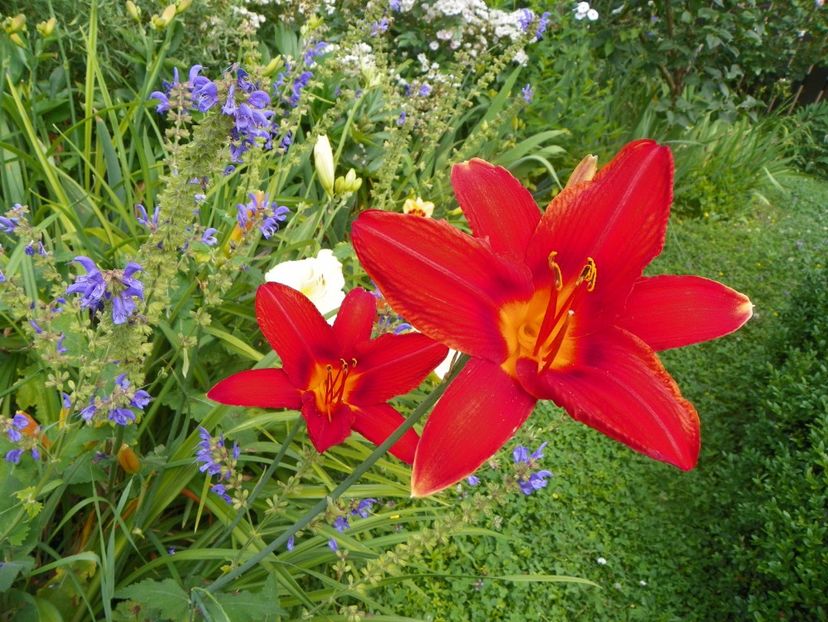 4 iul (17) - Hemerocallis 2019