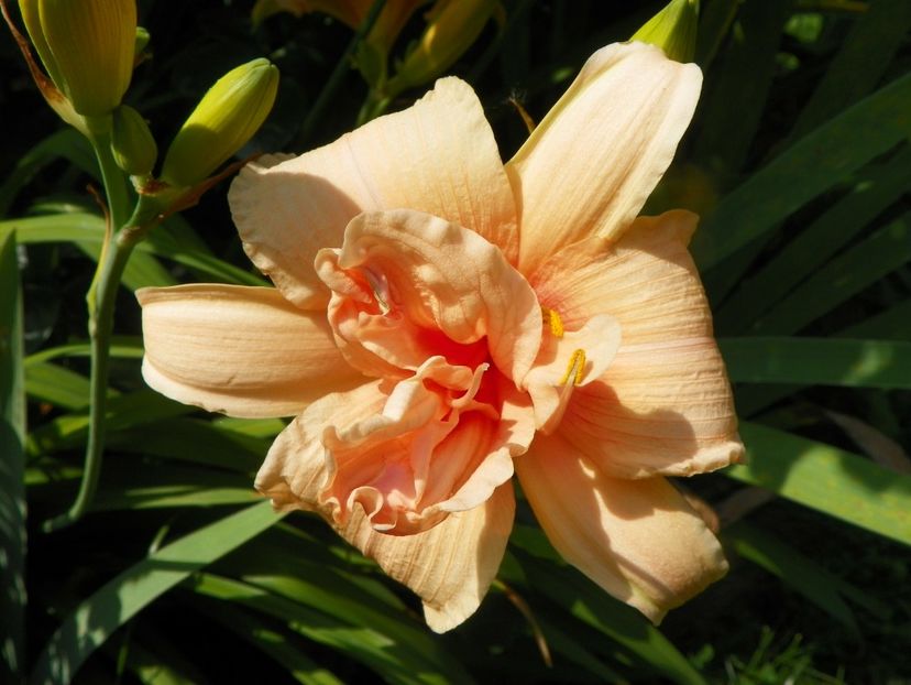 4 iul (46) - Hemerocallis 2019