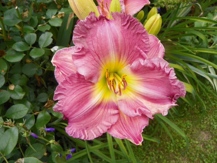 11 iul (29) - Hemerocallis 2019