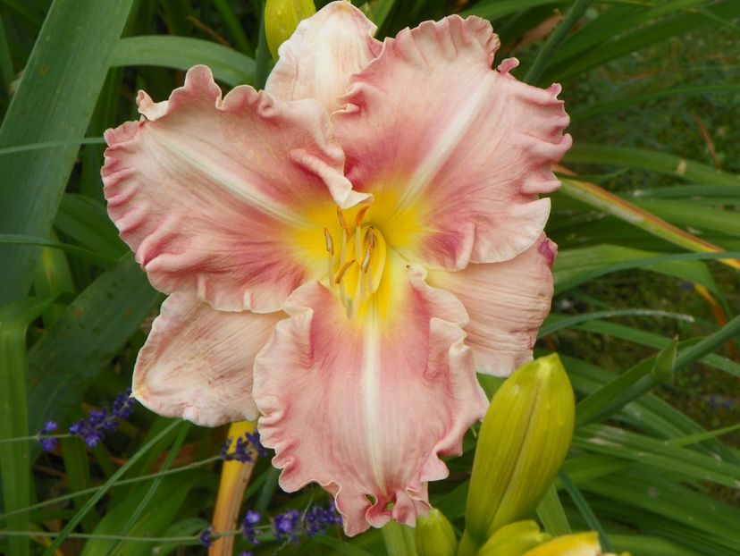 11 iul (31) - Hemerocallis 2019