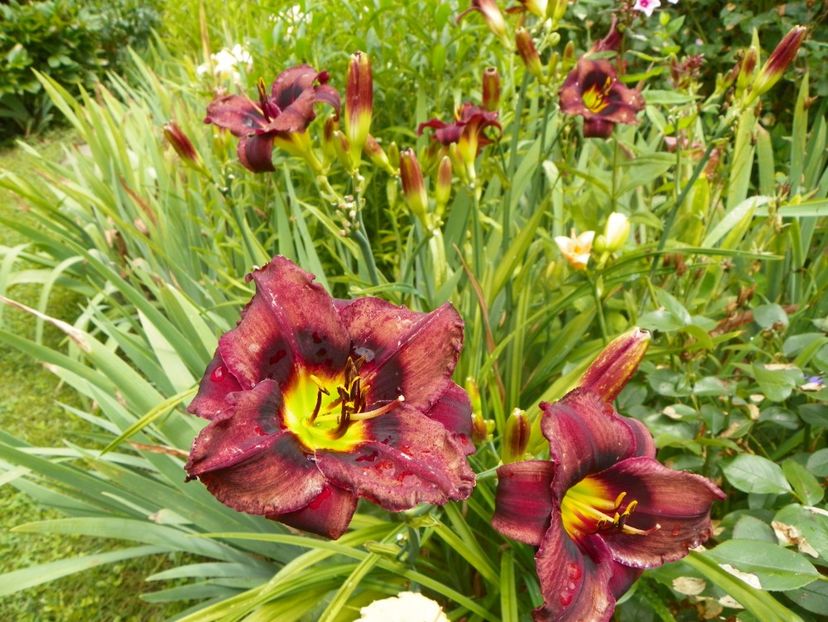 11 iul (65) - Hemerocallis 2019