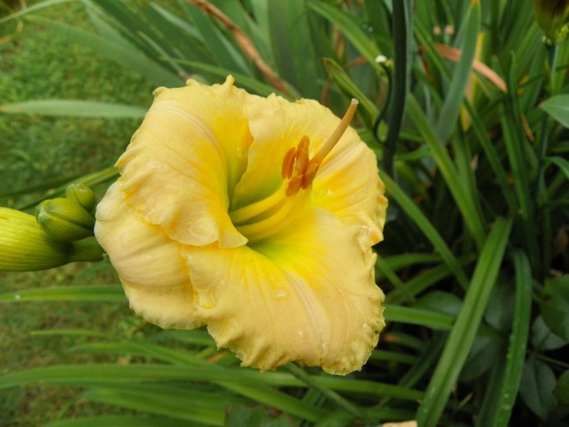 11 iul (66) - Hemerocallis 2019