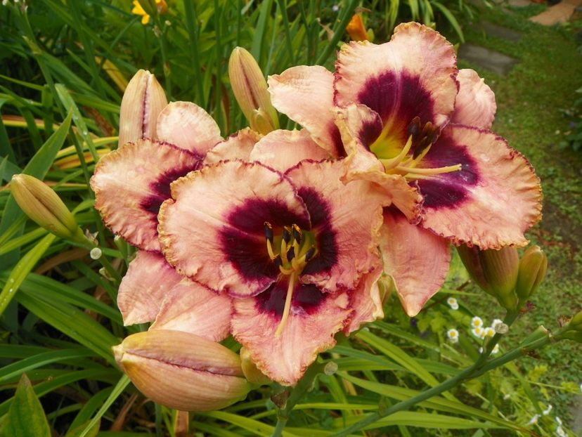 11 iul (70) - Hemerocallis 2019