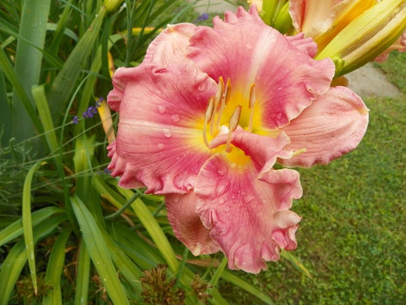 11 iul (75) - Hemerocallis 2019