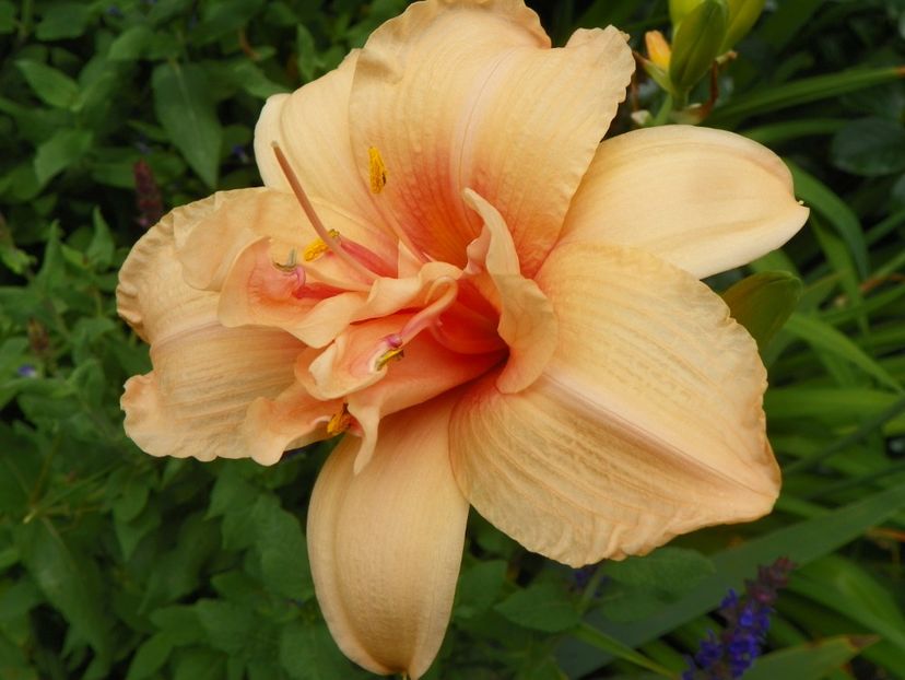 11 iul (89) - Hemerocallis 2019