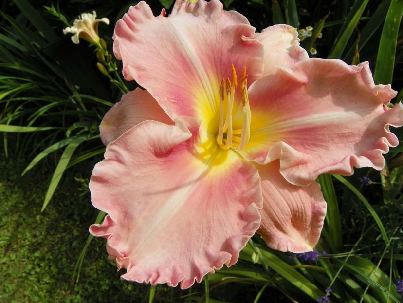 Pink Elation - Hemerocallis 2019