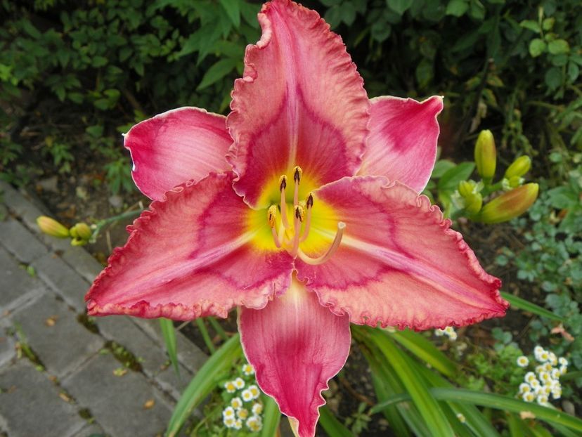 11 iul (149) - Hemerocallis 2019