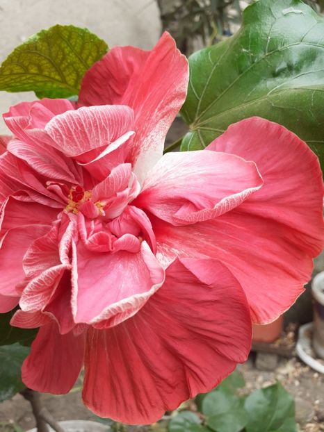  - hibiscus tahitian pink hat