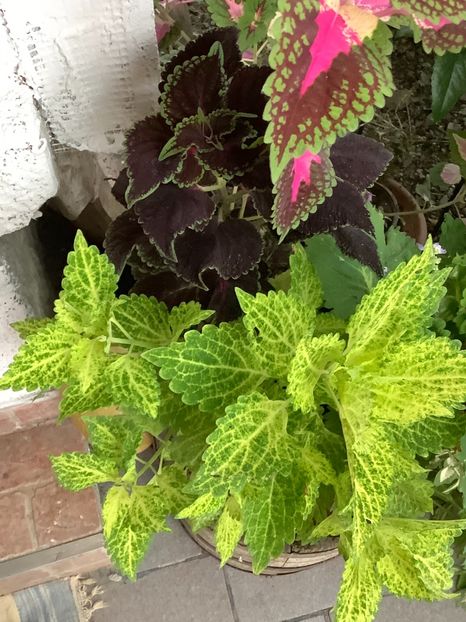  - Coleus Urzicuță