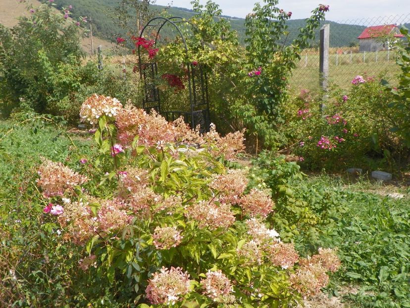 hydrangea pan. Phantom - Dobarland 2019 4