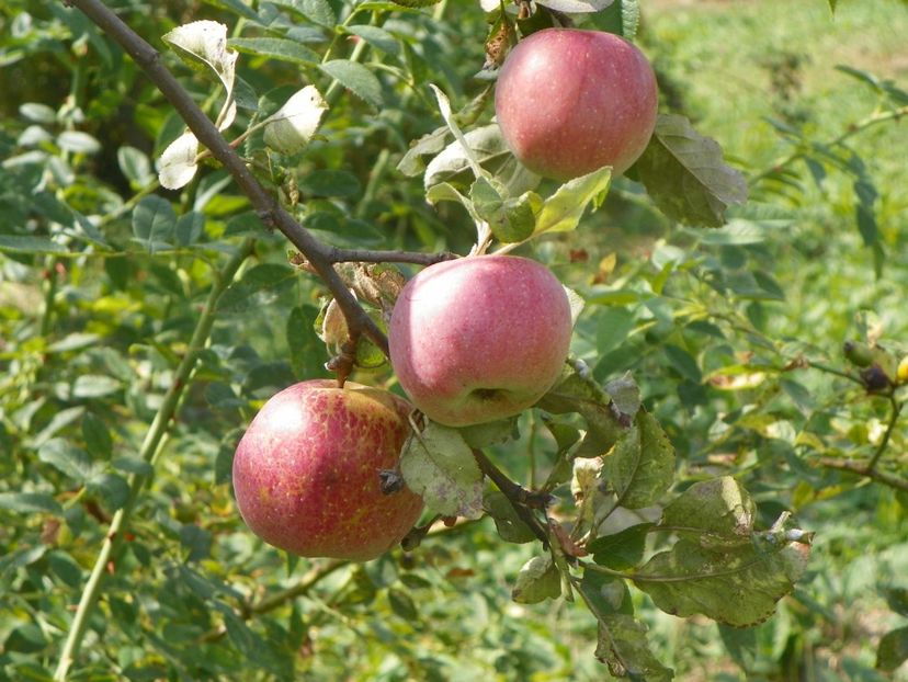 malus Florina - Dobarland 2019 4