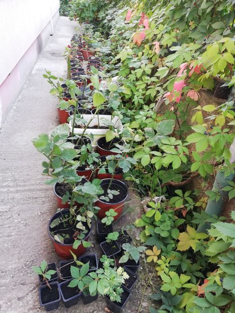 Disponibile acum, diverse plante - 0 Vanzare plante