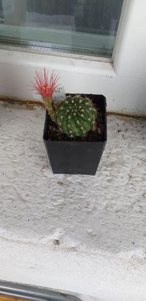 Hibrid Lobivia 16-01  58 red - Cactusi înfloriti 2019