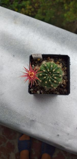 Hibrid Lobivia 16-01 58 red - Cactusi înfloriti 2019