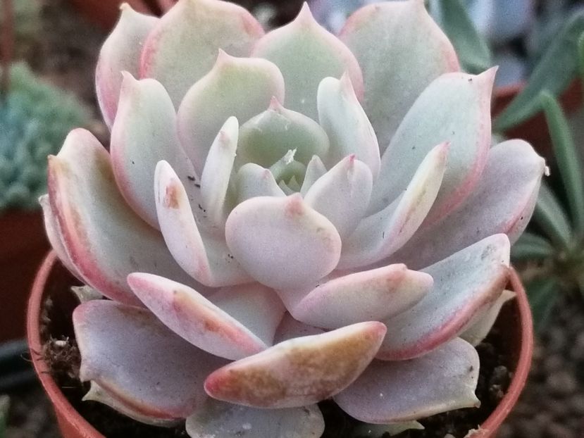 Echeveria "Lola" - Echeveria