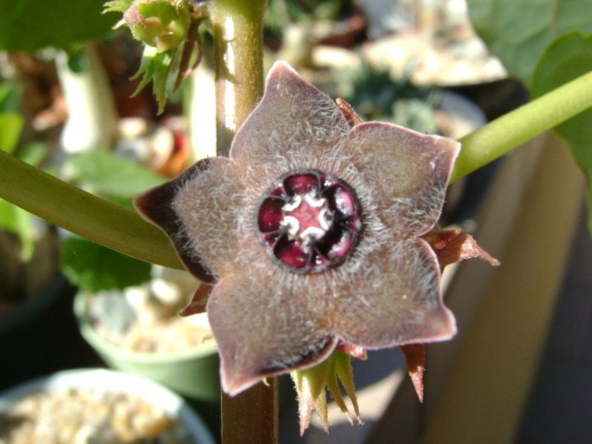 Matelea cyclophylla - Caudiciforme si bulbi 2019