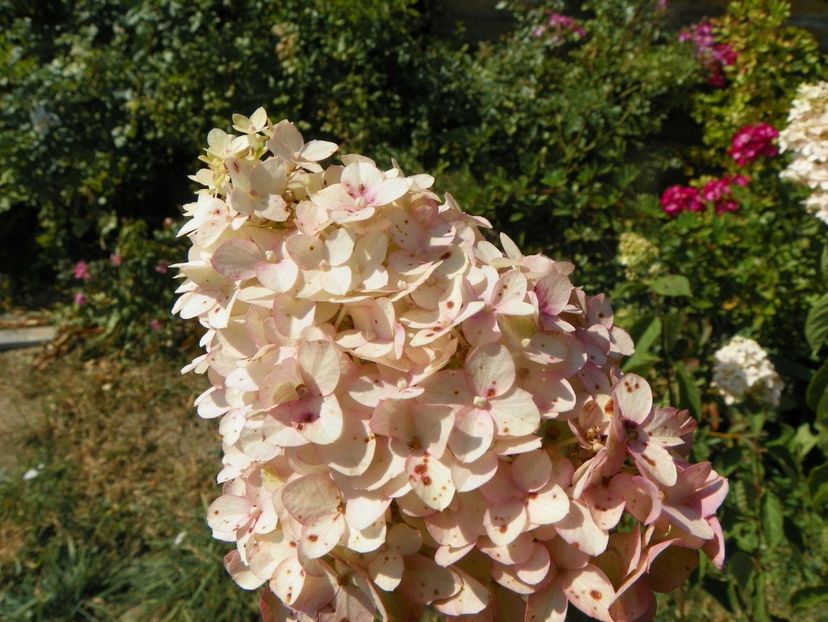 hydrangea pan. Fraise Melba - Dobarland 2019 4