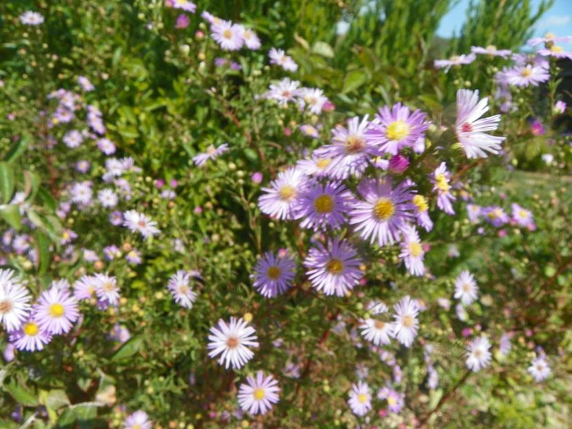 aster ericoides Esther - Dobarland 2019 4