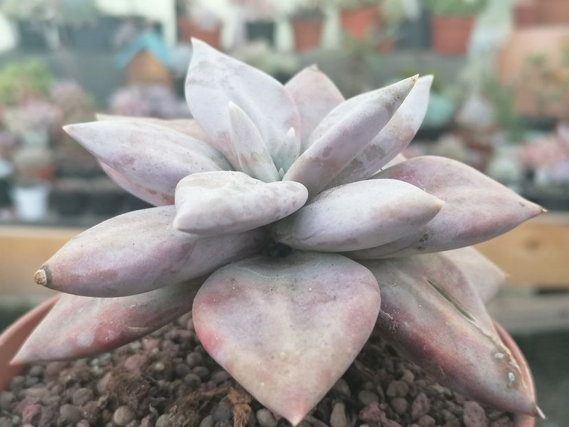 Echeveria xichuensis - Echeveria