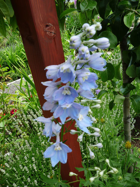  - Delphinium