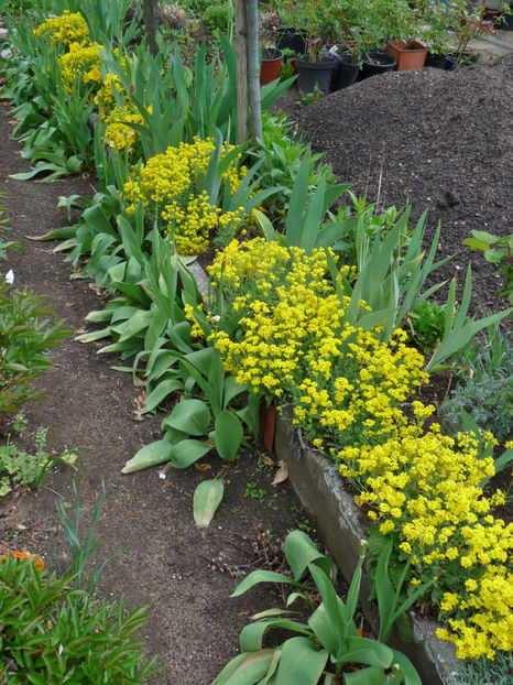  - Alyssum - ciucusoara