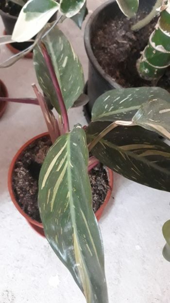  - Colectie Maranta Calathea