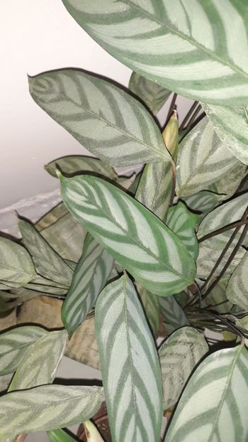  - Colectie Maranta Calathea