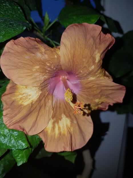  - Hibiscus Antique Treasure