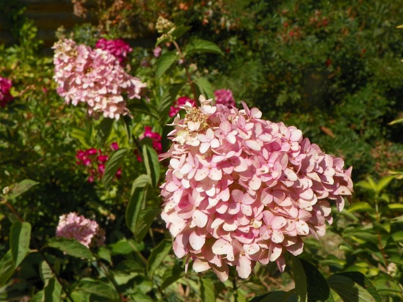 hydrangea pan. Fraise Melba - Dobarland 2019 4