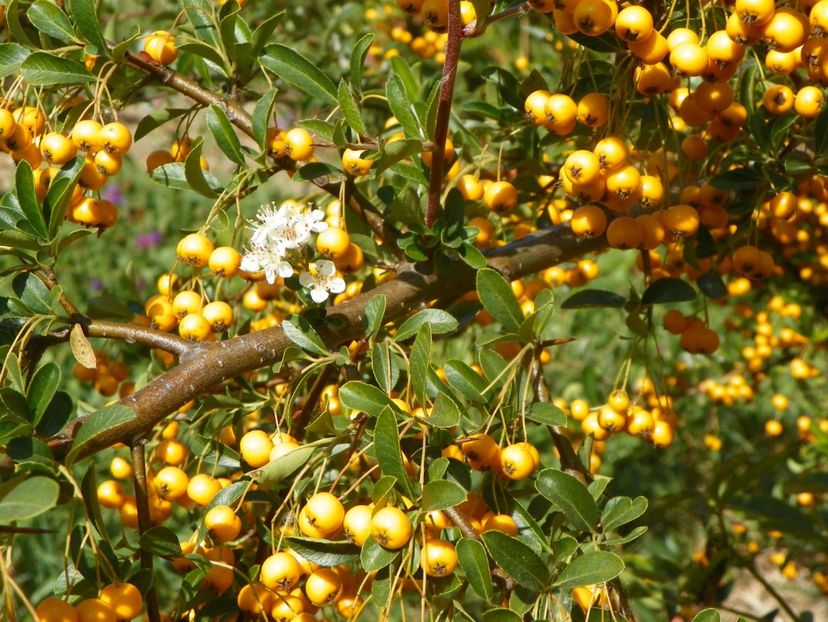 pyracantha Soleil d'Or - Dobarland 2019 4