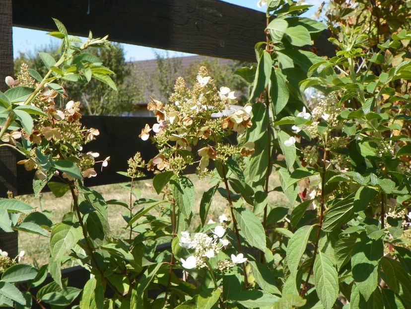 hydrangea pan. Tardiva - Dobarland 2019 4