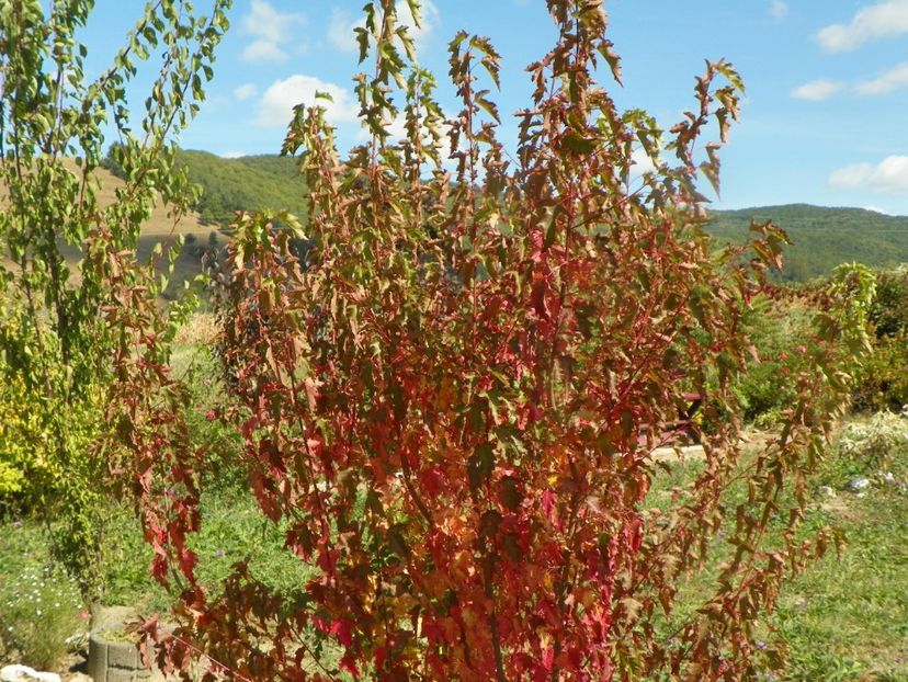 acer tataricum - Dobarland 2019 4