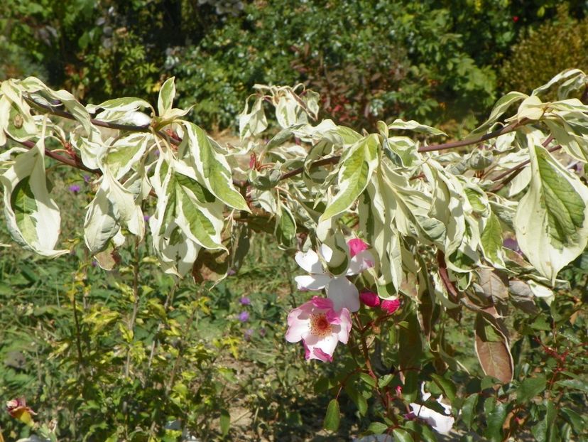 cornus controversa Variegata - Dobarland 2019 4