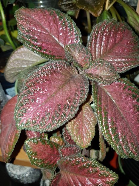  - Episcia 2019