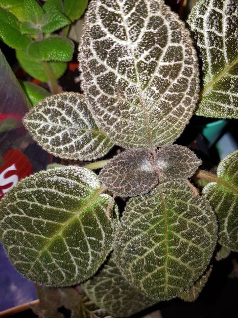  - Episcia 2019