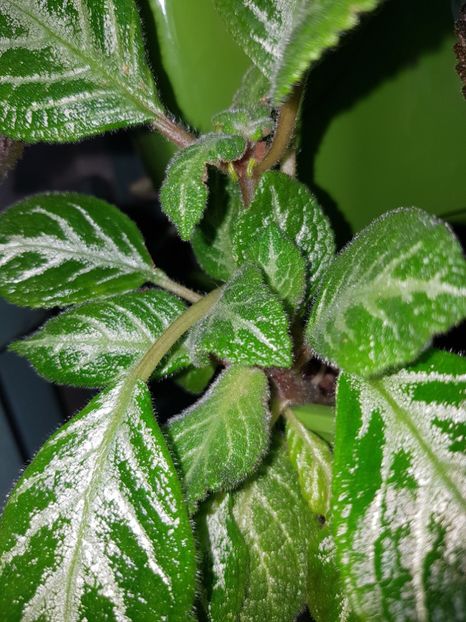  - Episcia 2019