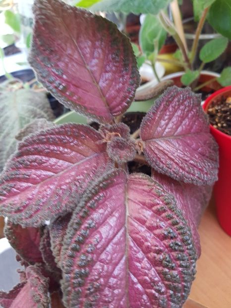  - Episcia 2019