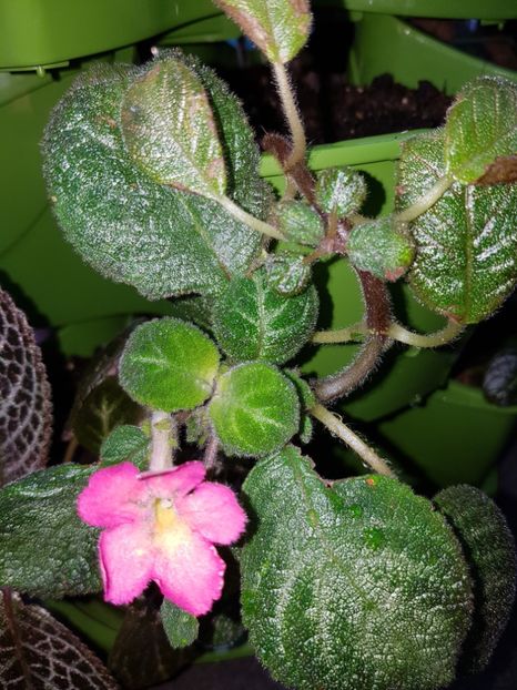  - Episcia 2019