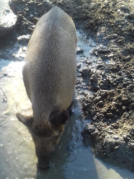  - Vâlcea zoo