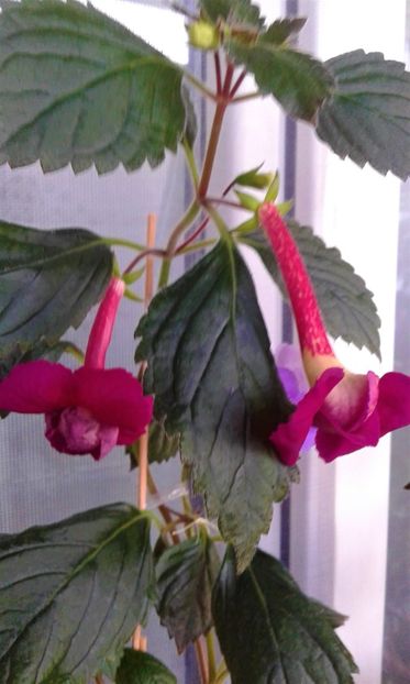 20190930_075658-w1 - achimenes 20224519 in asteptare