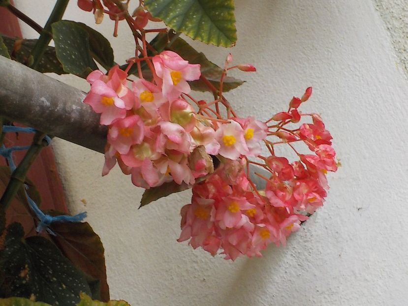  - begonia lucernae