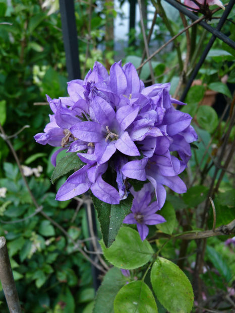  - Campanula