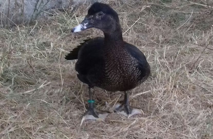 Ciocolata Amaruie - Bomboane asortate 2019