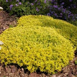 iarba-de-soaldina-sedum-aurea_3023_3_1564655033 - Pepiniera Mizil plantat 30sep