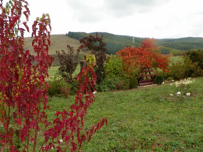 acer tataricum, cotinus Royal Purple, rhus typhina - Dobarland 2019 4