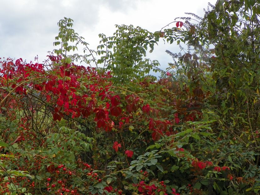 parthenocissus quinquefolia - Dobarland 2019 4