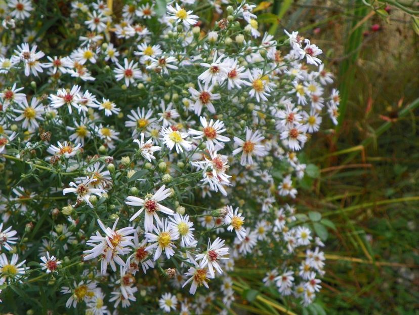 aster din padure - Dobarland 2019 4