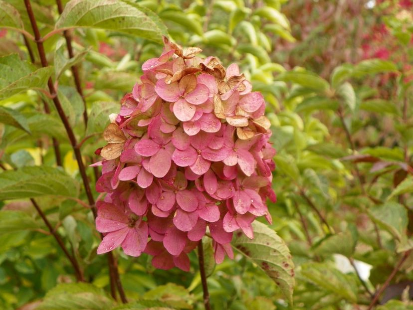 hydrangea pan. Fraise Melba - Dobarland 2019 4