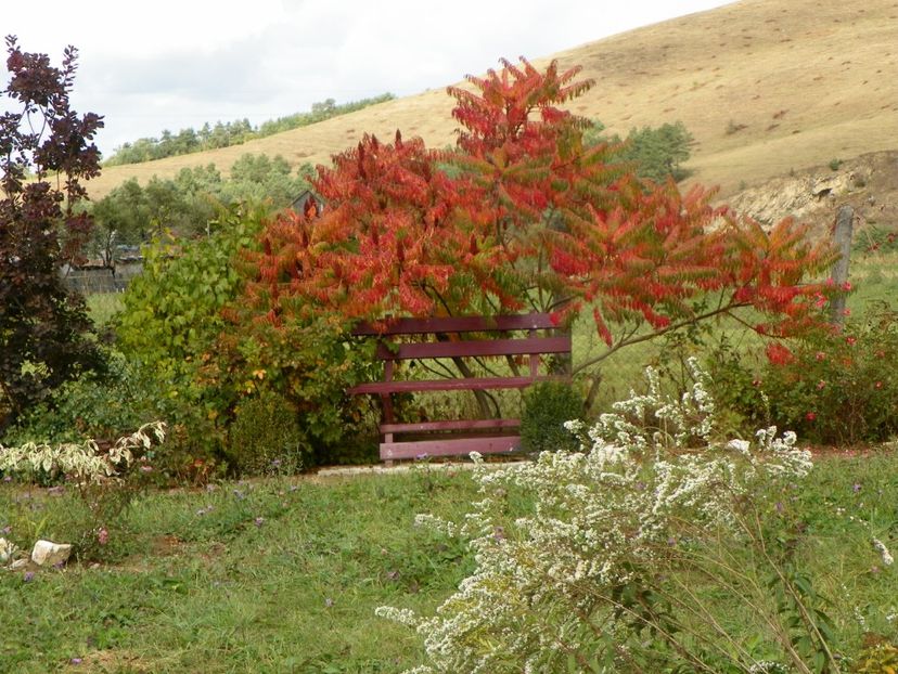 aster ericoides Schneetanne, rhus typhina laciniata - Dobarland 2019 4