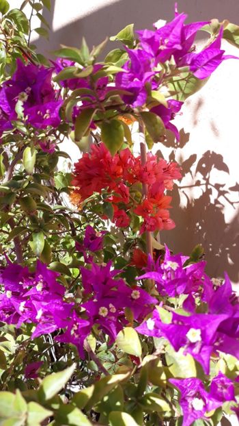  - Bougainvillea 2019-2020